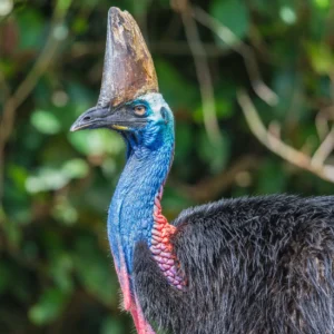 Southern Cassowary