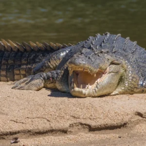 Saltwater crocodile 3