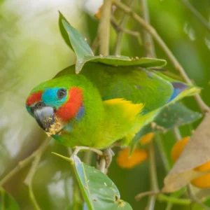 Double-eyed Fig Parrot 3