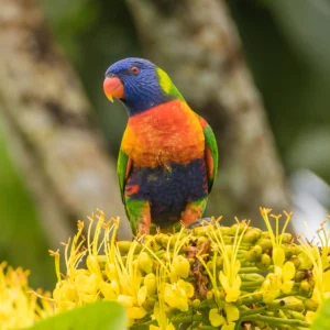 Rainbow Lorikeet