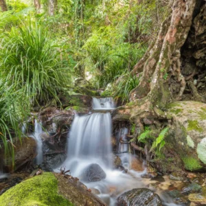 Russell River Track